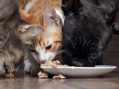 Duomibang Ensures Quality Control T Every Step Of Pet Food Processing